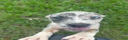 American Pit Bull Terrier dogs for sale: American Pit Bull Terrier 5 - Ad 1