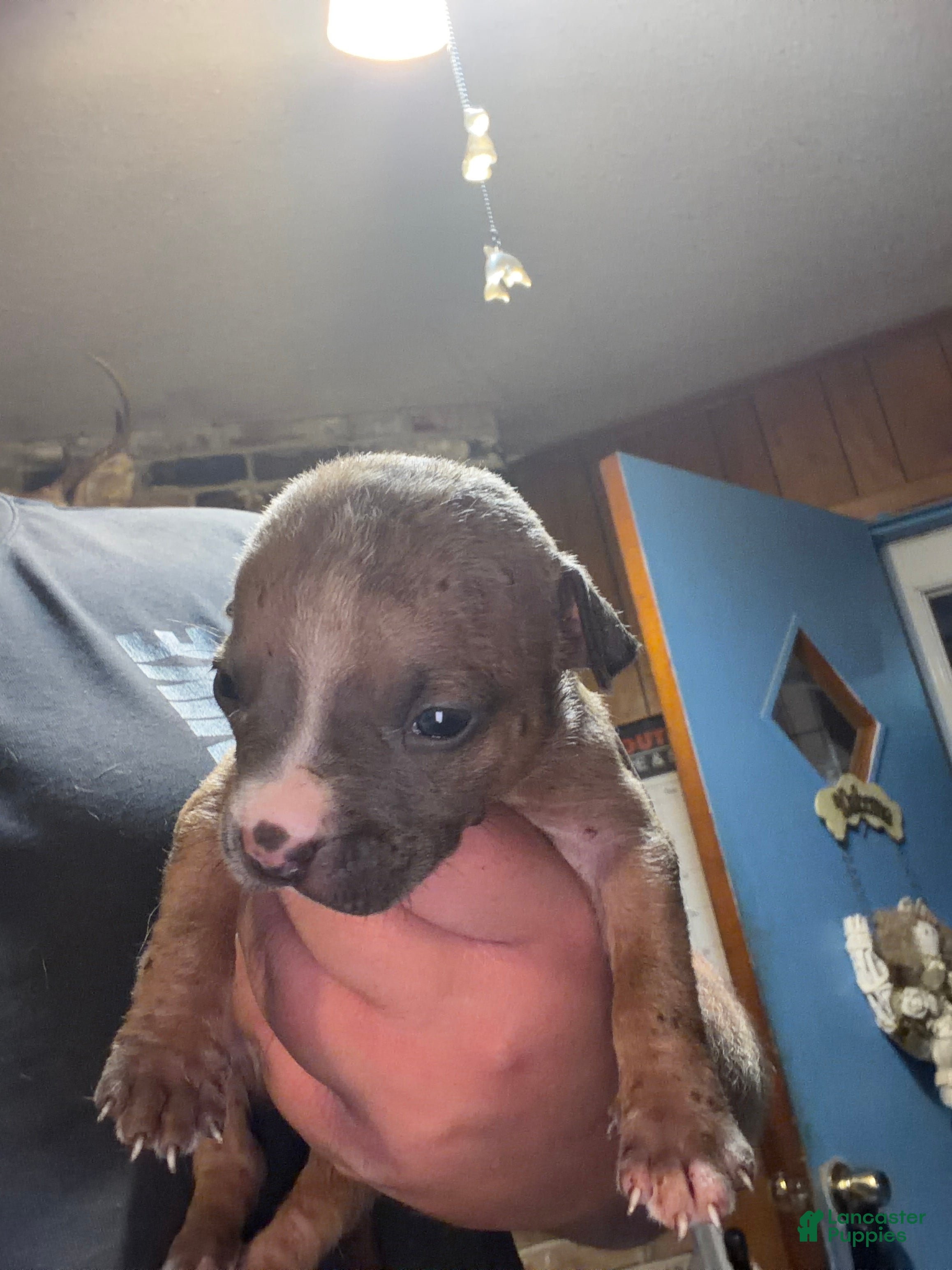 American Bully dogs American Bully 3 - Ad 14