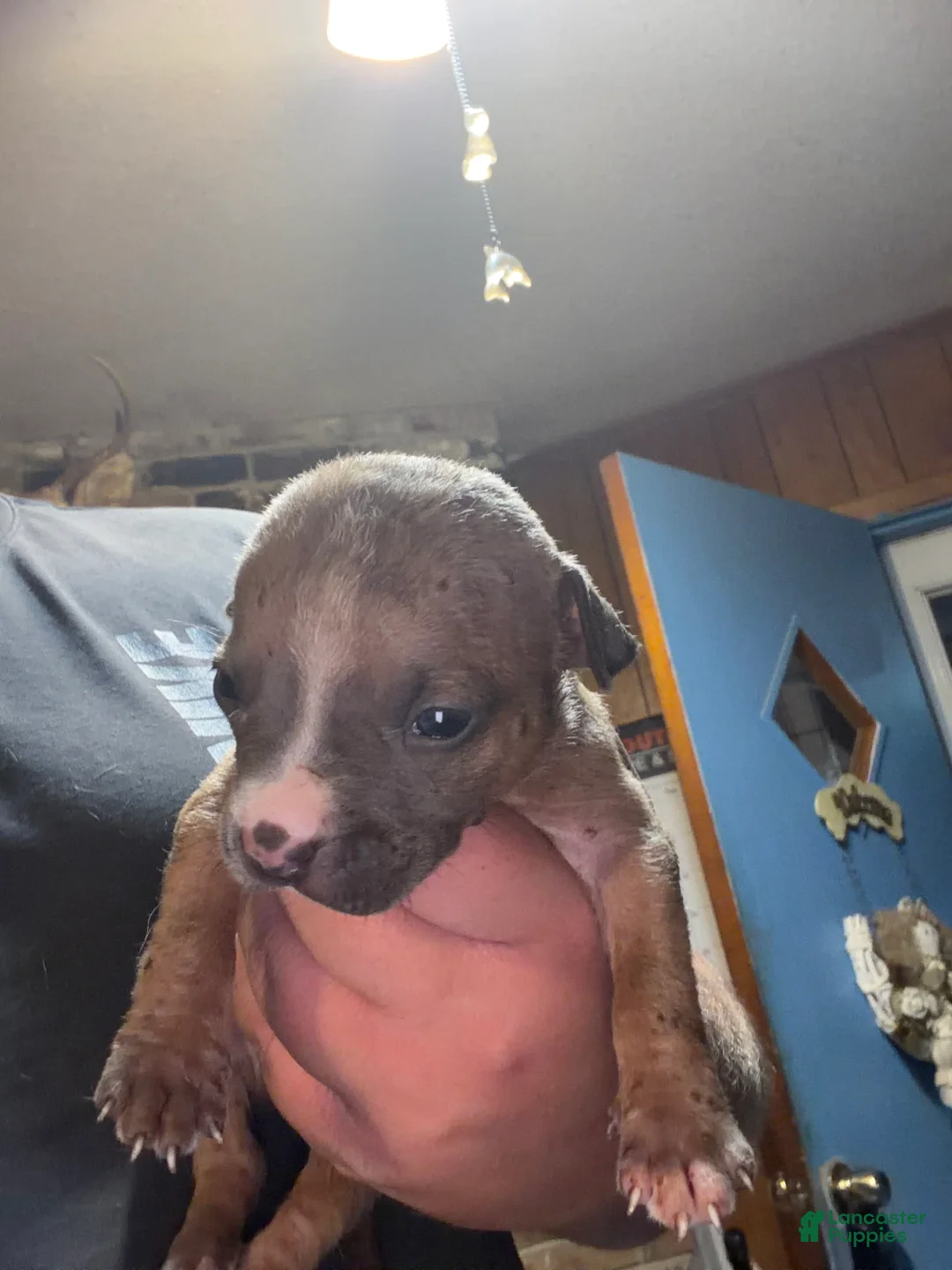 American Bully dogs for sale: American Bully 3 - Ad 1
