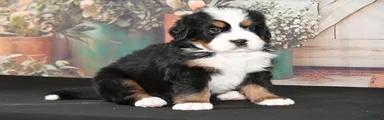 Marty AKC