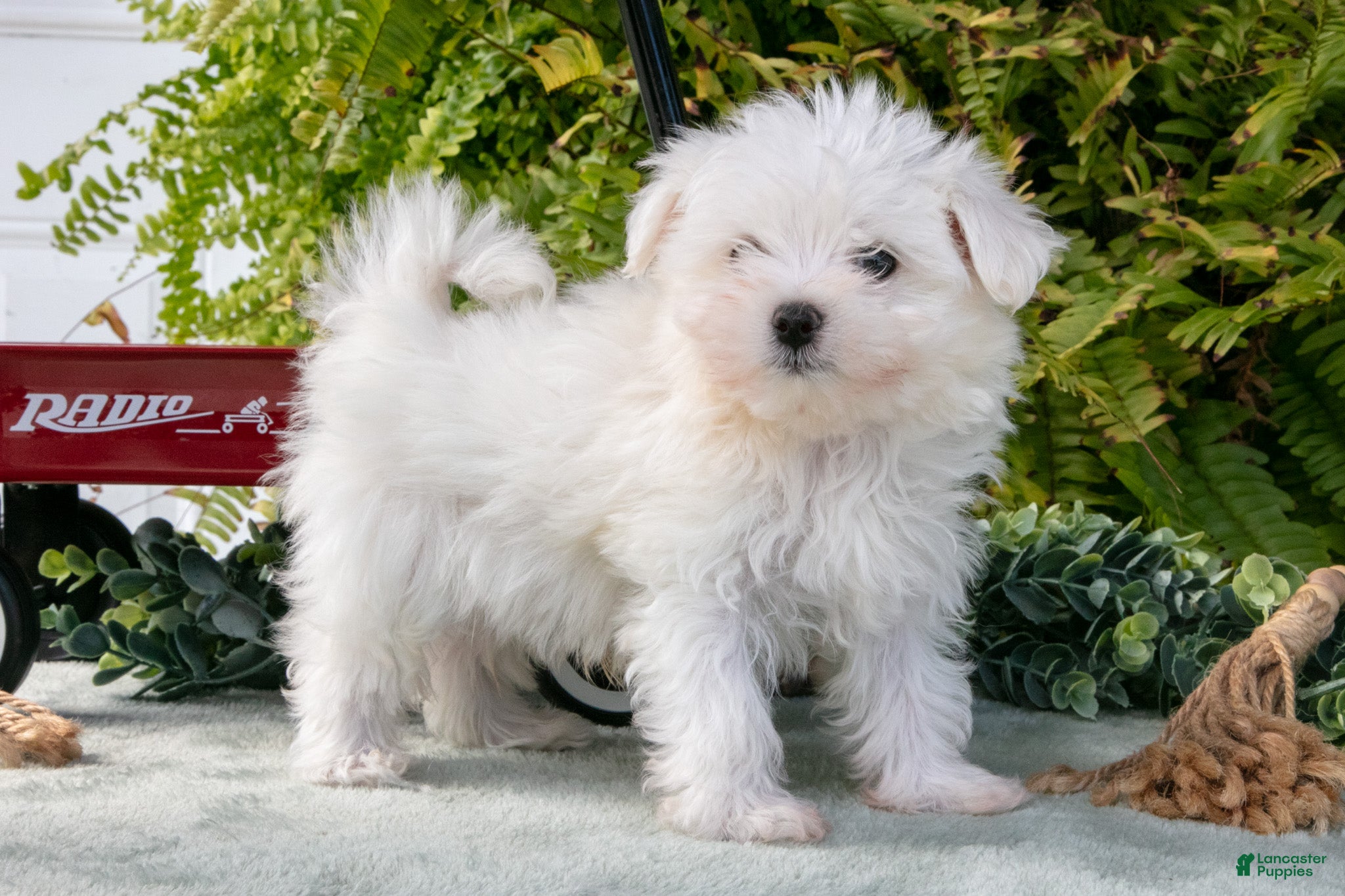 Maltese dogs Jackson - Ad 2