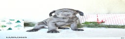 Cane Corso dogs for sale: Roscoe - Ad 2