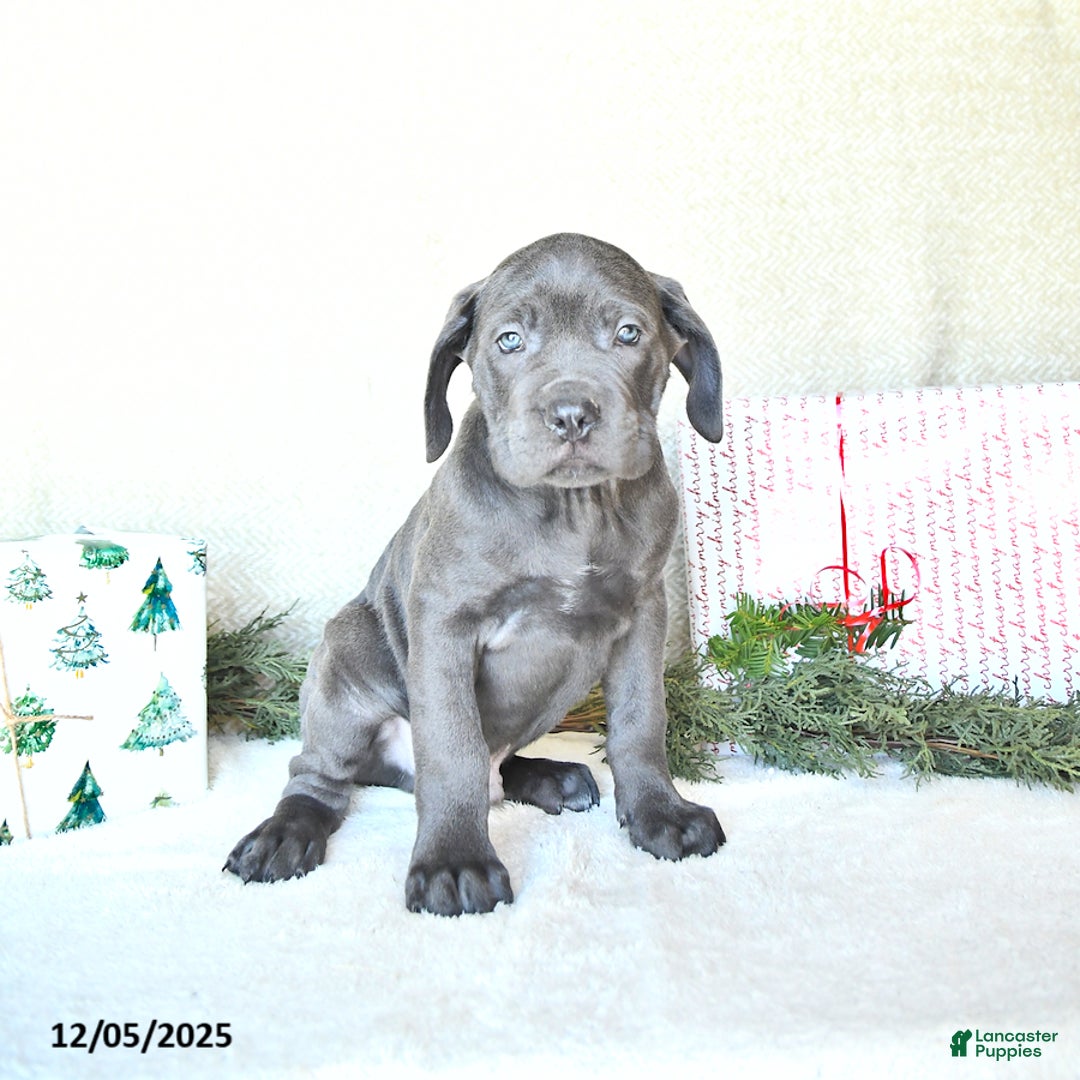 Cane Corso dogs for sale: Roscoe - Ad 2