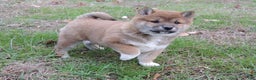 Shiba Inu dogs for sale: RYDER - Ad 12