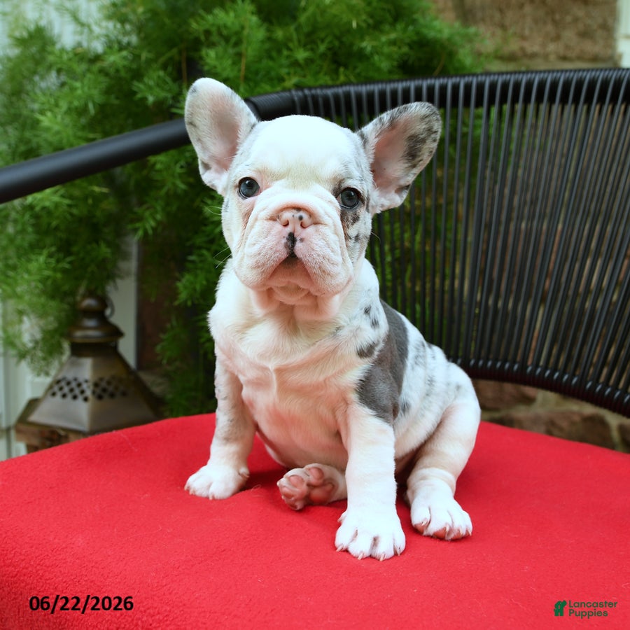 French Bulldog dogs Christine - Ad 1