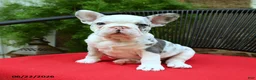French Bulldog dogs for sale: Christine - Ad 1