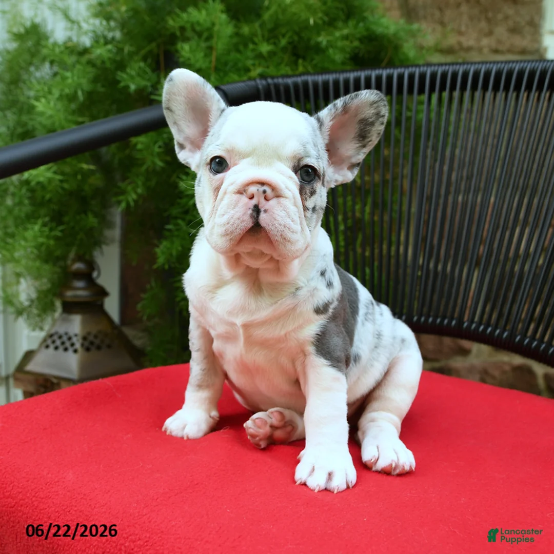French Bulldog dogs for sale: Christine - Ad 1