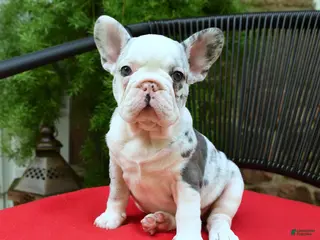 French Bulldog dogs for sale: Christine - Ad 1