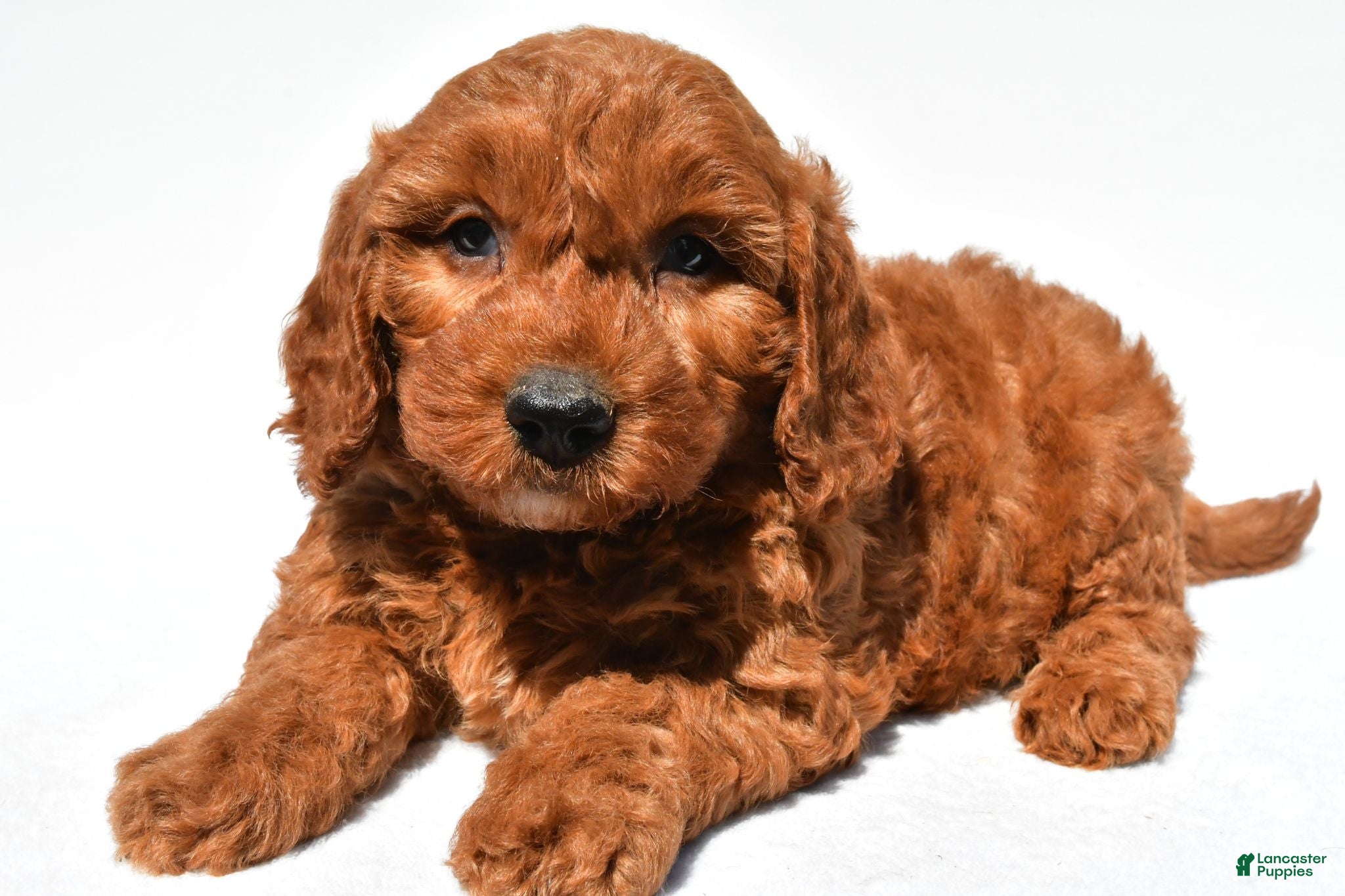 Mini Goldendoodle dogs Cupcake - Ad 1