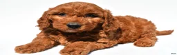 Mini Goldendoodle dogs for sale: Cupcake - Ad 1