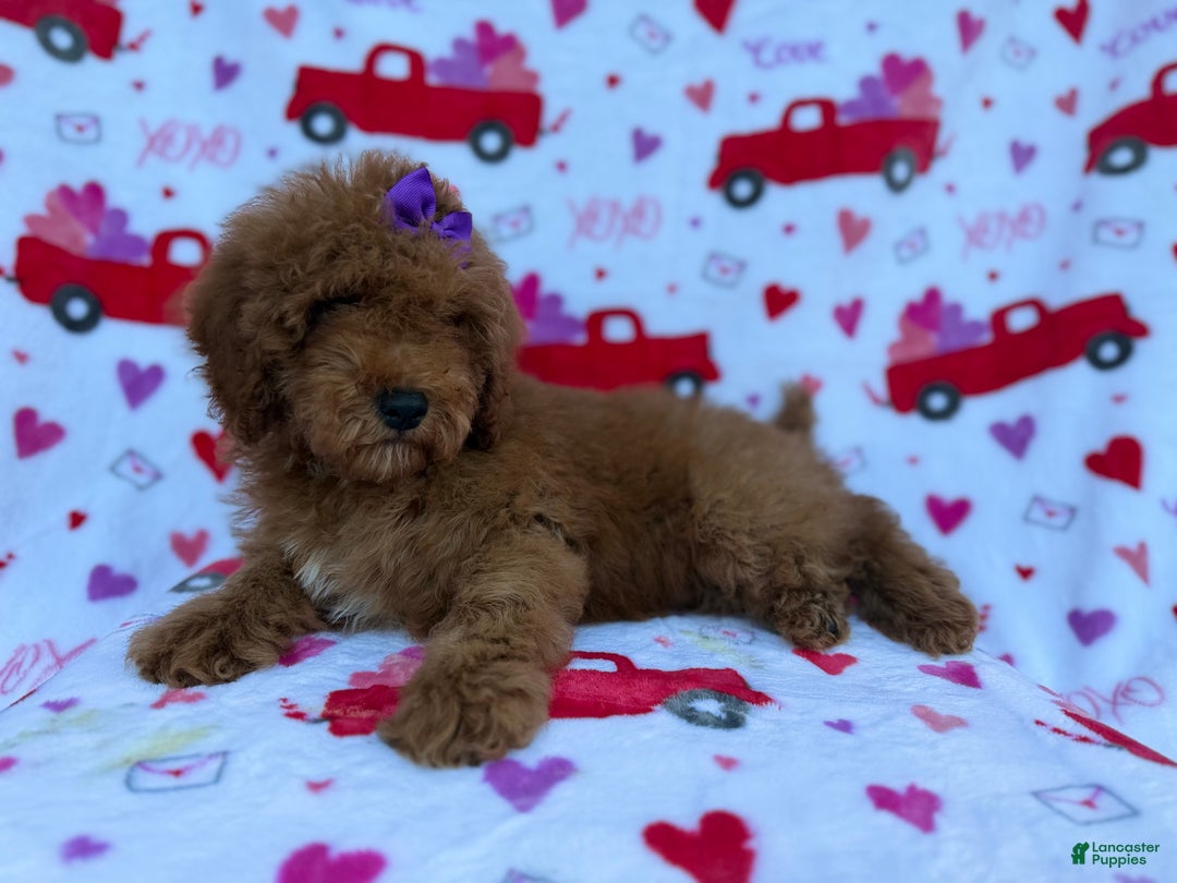 Cockapoo dogs for sale: Ginger - Ad 2