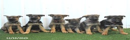German Shepherd dogs for sale: Heidi - Ad 5