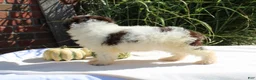 Miniature Poodle dogs for sale: Stella - Ad 5