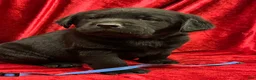 Labrador Retriever dogs for sale: Black Boy - Ad 4