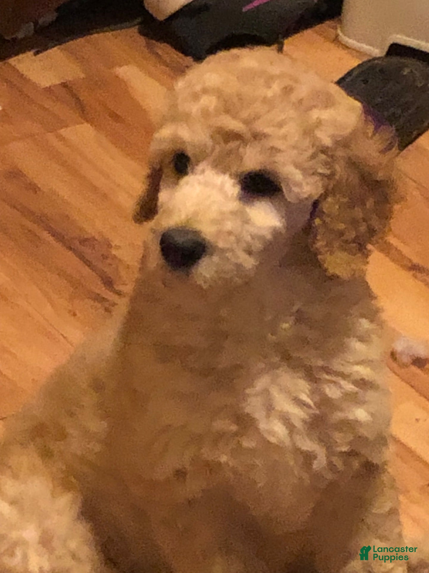 Standard Poodle dogs Standard Poodle 4 - Ad 19