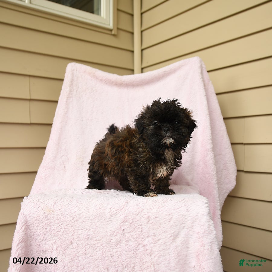 Shihpoo dogs Marvin - Ad 2