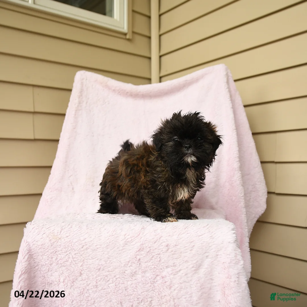 Shihpoo dogs for sale: Marvin - Ad 2