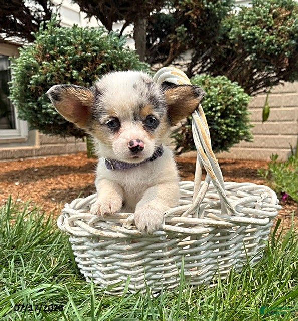 Welsh Corgi Pembroke dogs Gigi - Ad 2