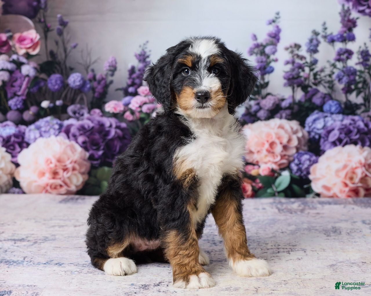 Bernedoodle dogs Lindy - Ad 1