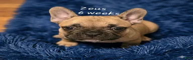 Zeus