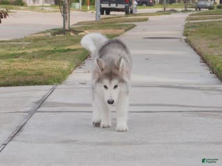 Alaskan Malamute dogs Xiao Lv - Ad 4