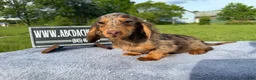 Miniature Dachshund dogs for sale: AKC Russian Ch line - Ad 9