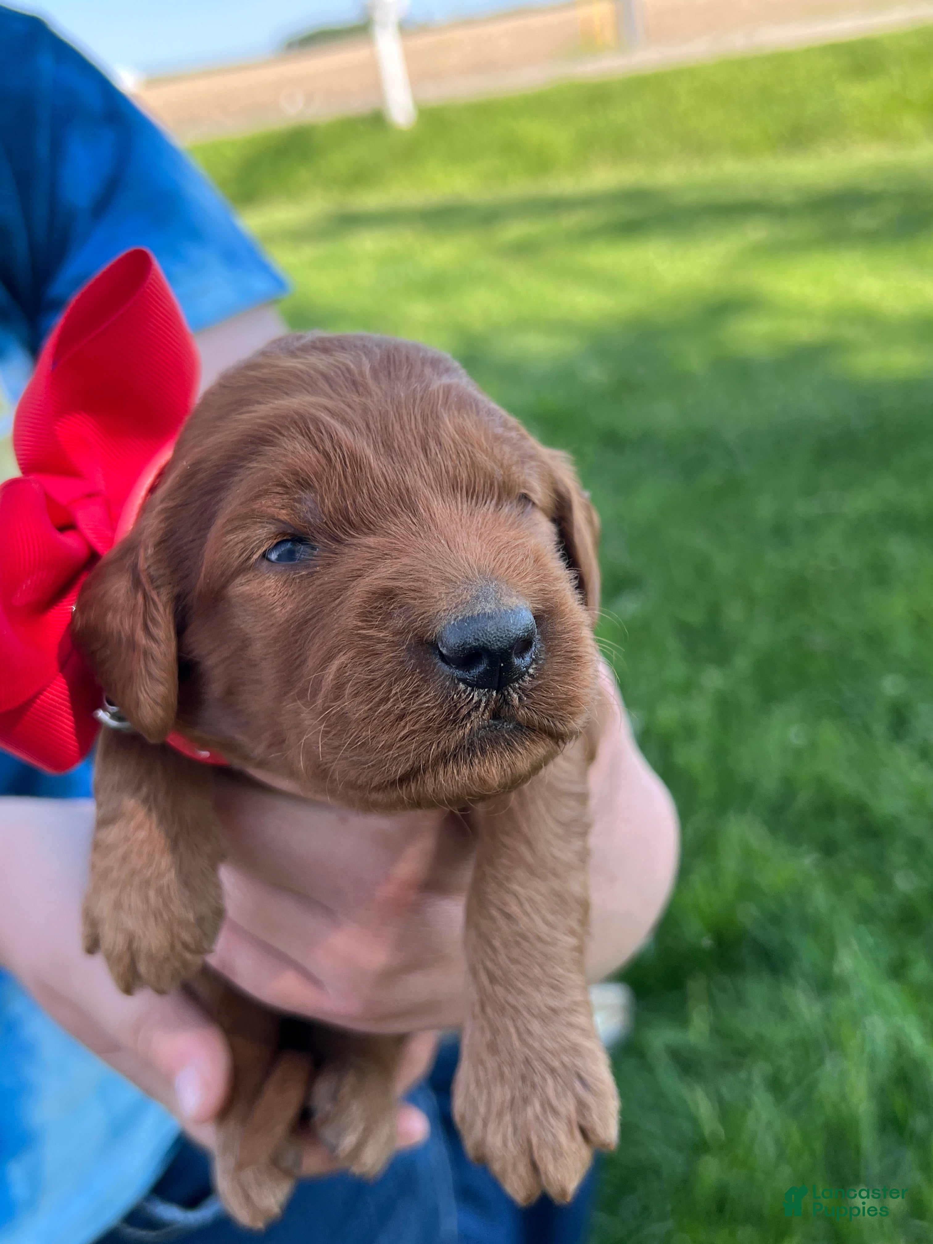 Irish Doodle dogs Rosie - Ad 2