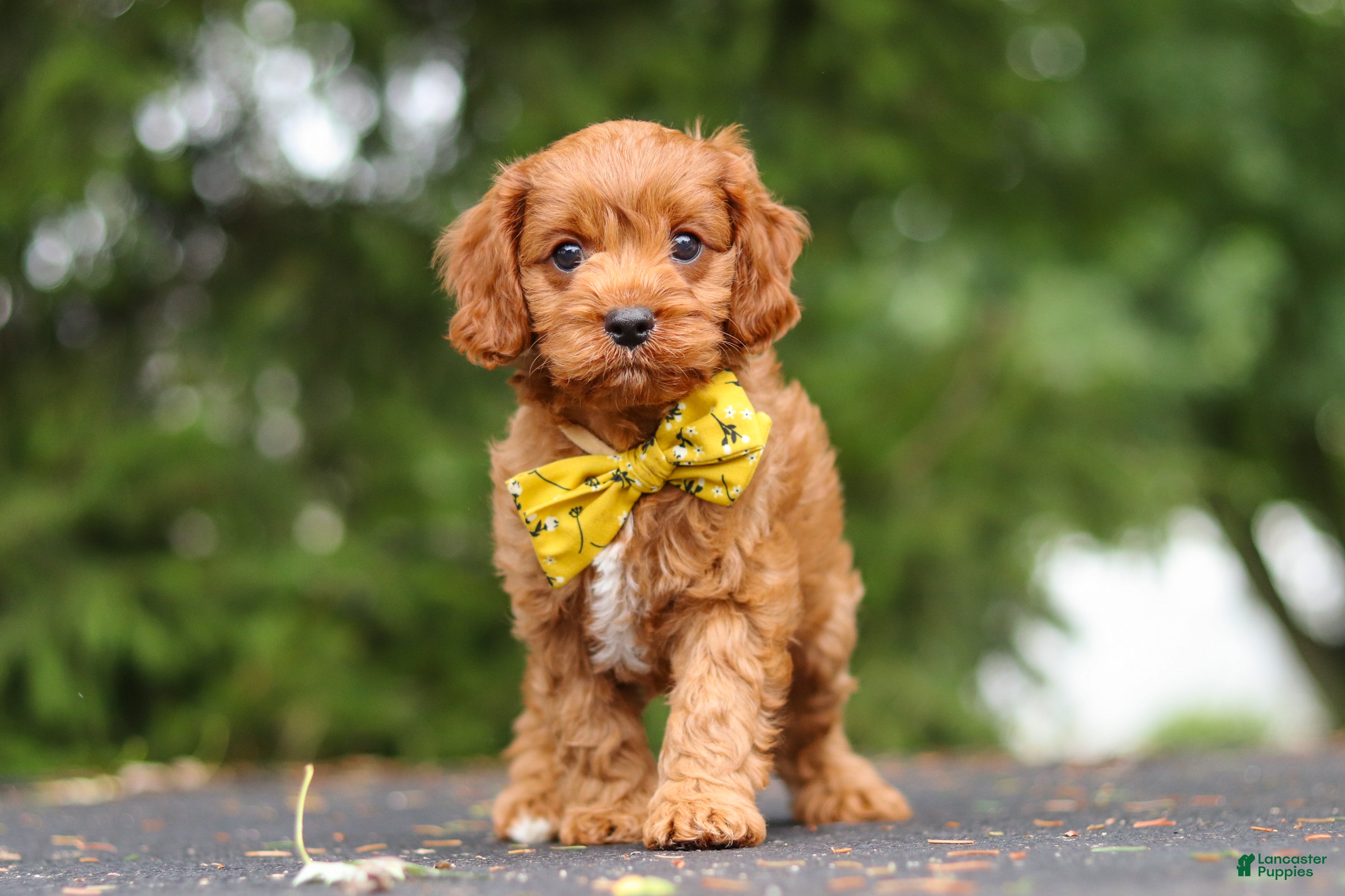 Cavapoo dogs Jagger - Ad 1