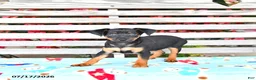 Miniature Pinscher dogs for sale: Jess  - Ad 2