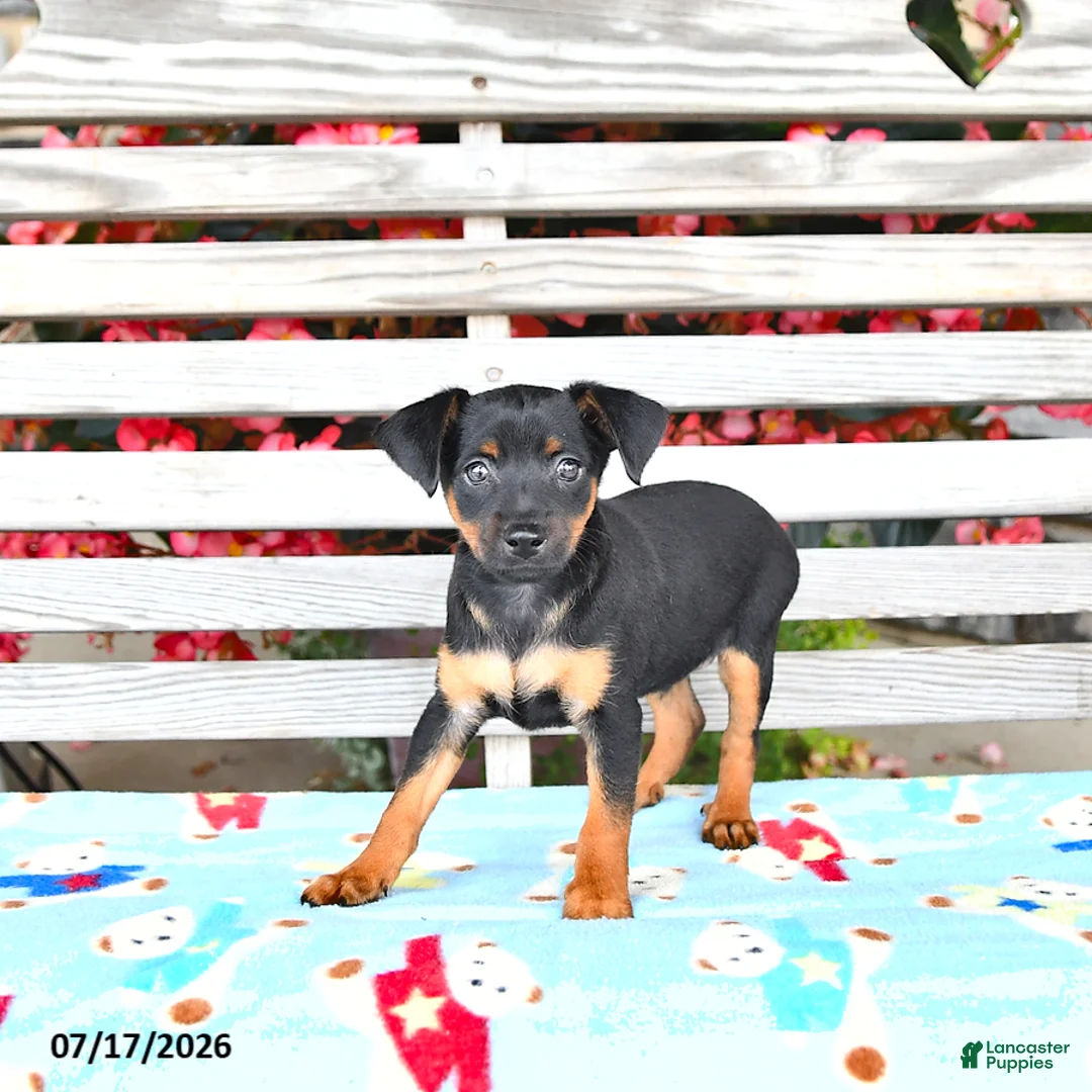 Miniature Pinscher dogs for sale: Jess  - Ad 2