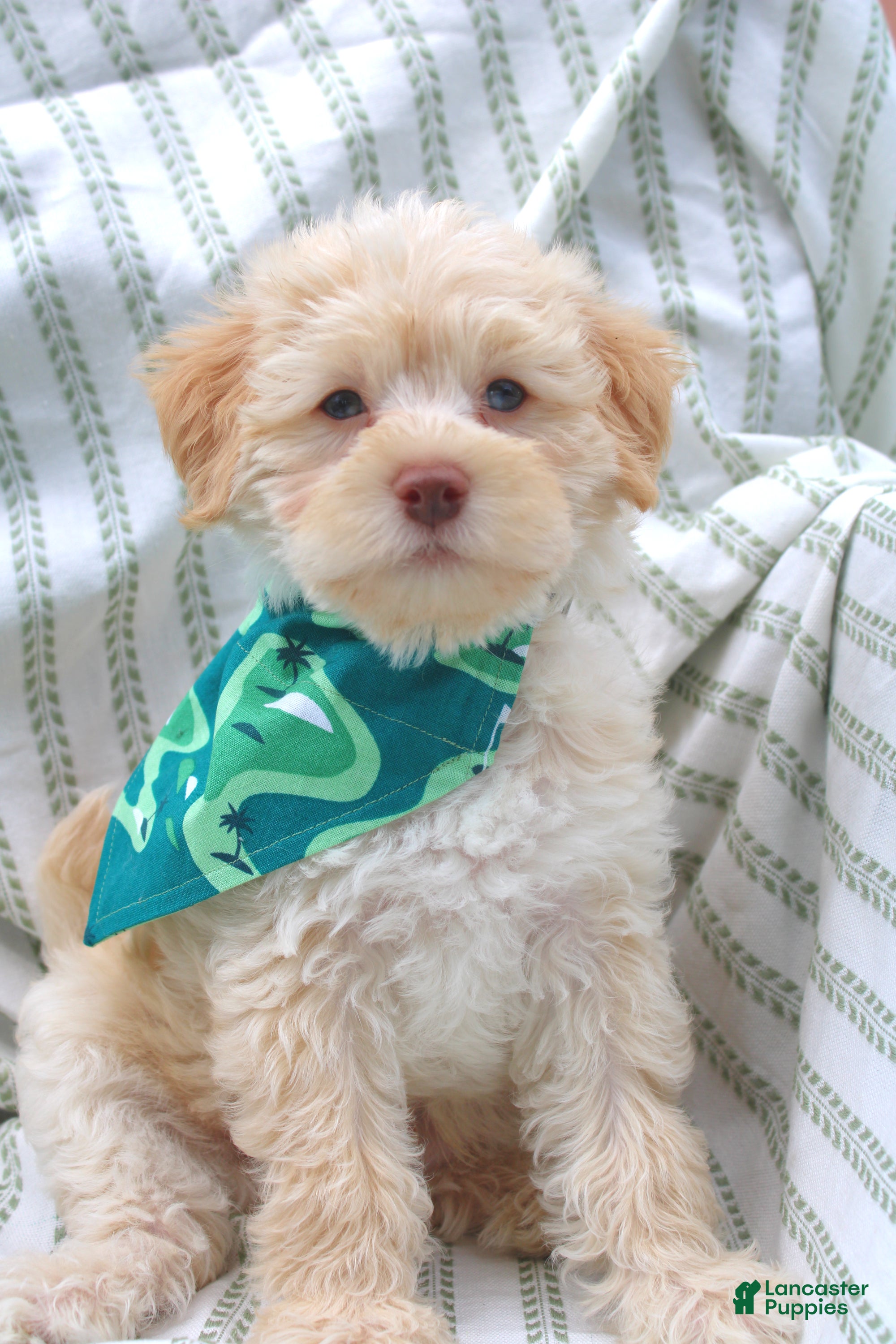 Yorkiepoo dogs Rocky - Ad 1