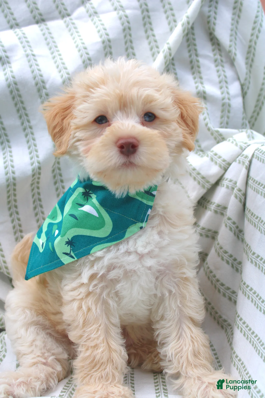 Yorkiepoo dogs for sale: Rocky - Ad 1