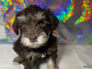Miniature Schnauzer dogs Miniature Schnauzer Puppy 4 - Ad 35