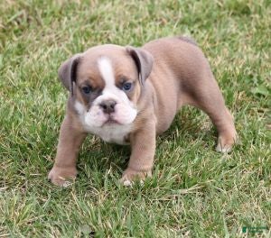 English Bulldog dogs ASHER - Ad 4