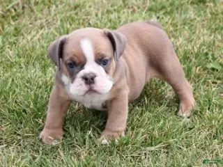 English Bulldog dogs ASHER - Ad 4