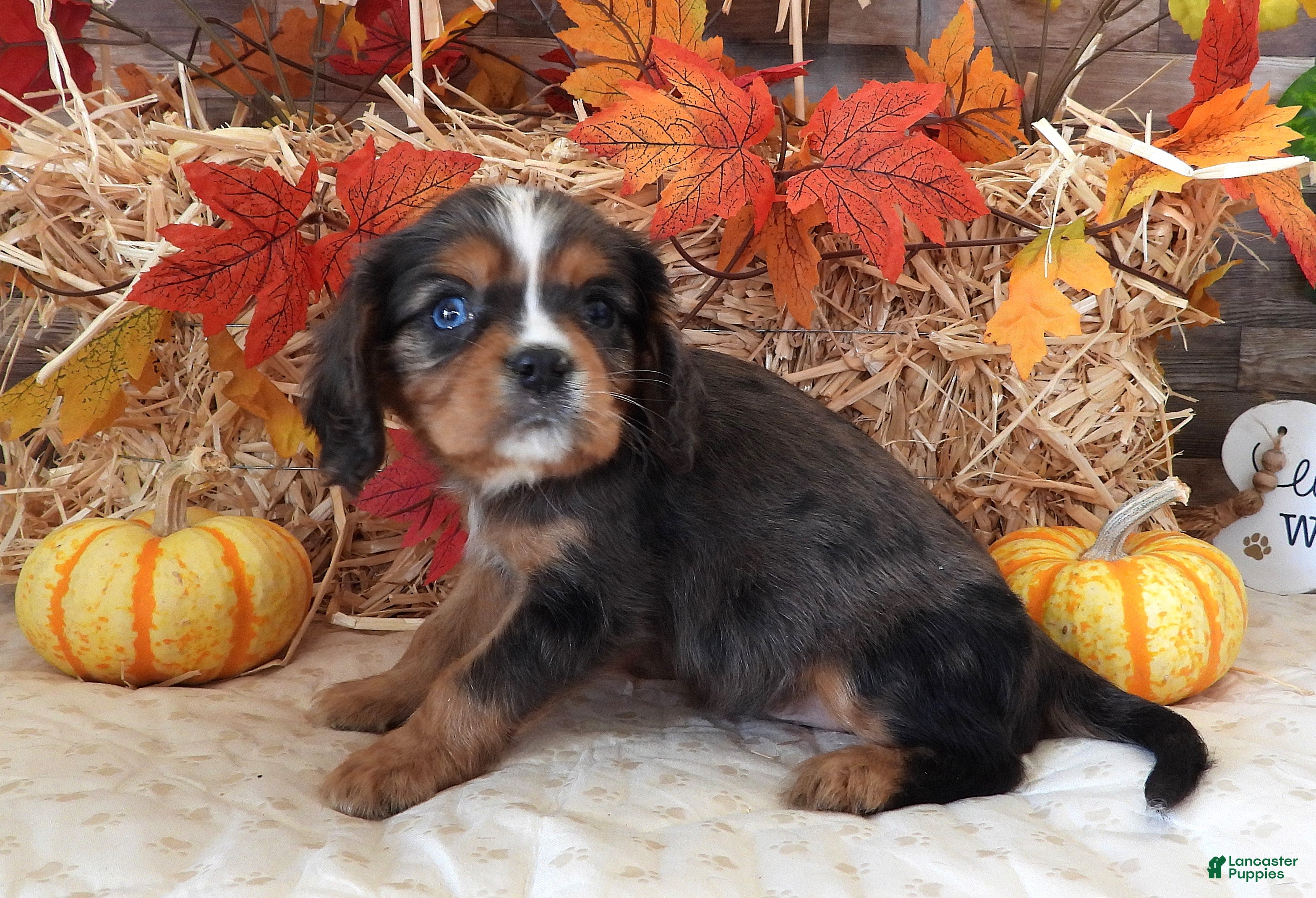 Cavalier King Charles Spaniel dogs #2 Male (Lori's) - Ad 7