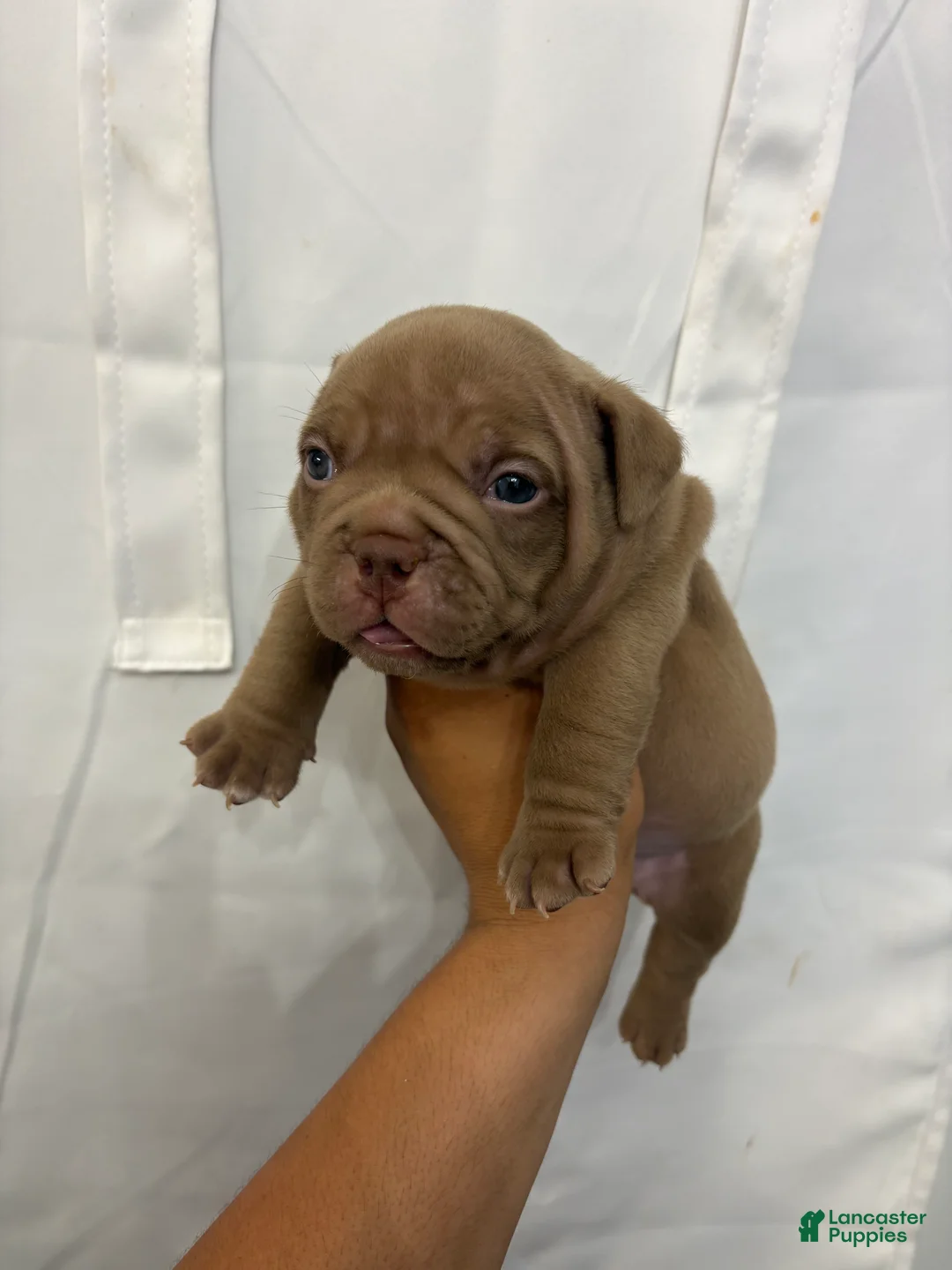 American Bully dogs for sale: American Bully 2 - Ad 2