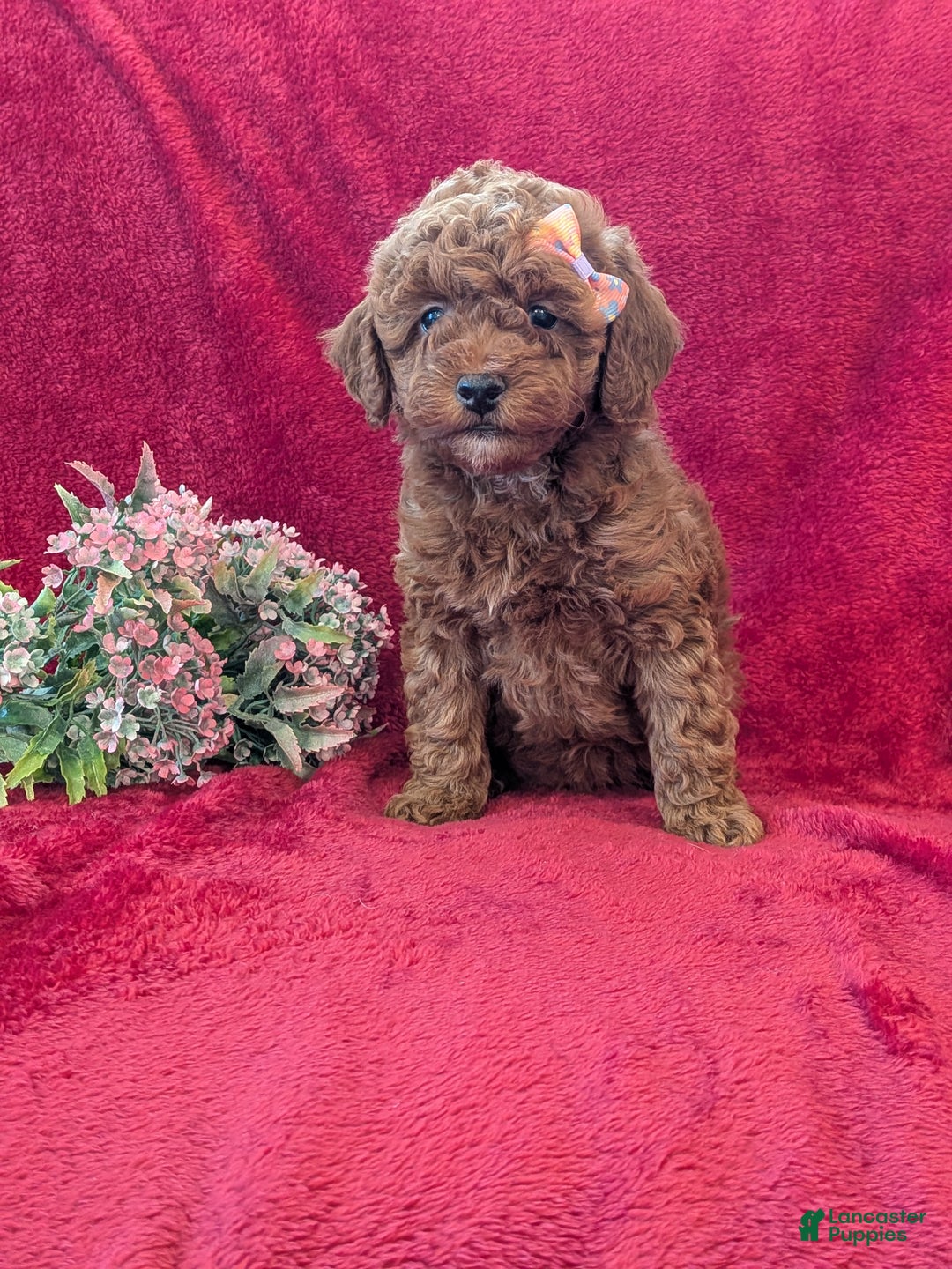 Miniature Poodle dogs for sale: Penny  - Ad 4