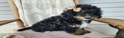 Mini Bernedoodle dogs for sale: Karly - Ad 15