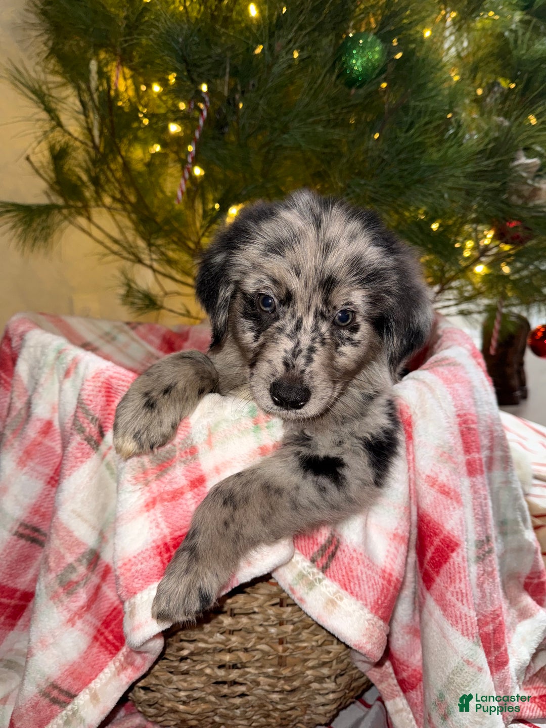 Mixed Breed dogs for sale: Chocolate Chip “Chip” - Ad 1