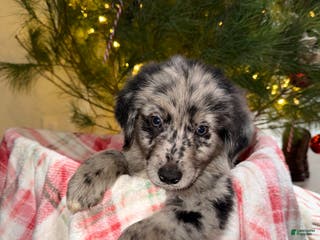 Mixed Breed dogs Chocolate Chip “Chip” - Ad 36