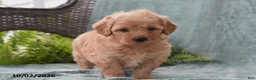 Cockapoo dogs for sale: Lucky - Ad 3