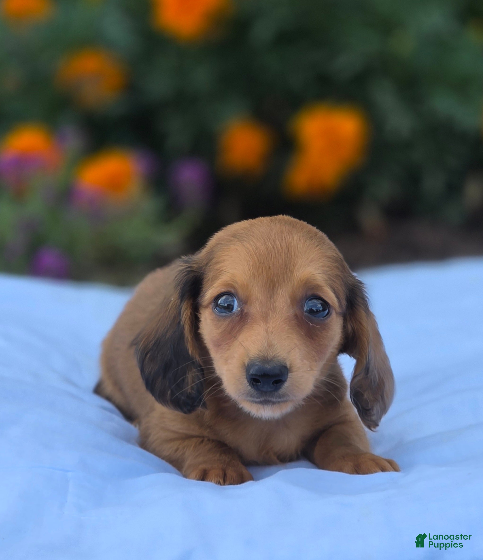 Miniature Dachshund dogs for sale: Jerry - Ad 1