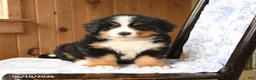 Bernese Mountain Dog dogs for sale: Max - Ad 1