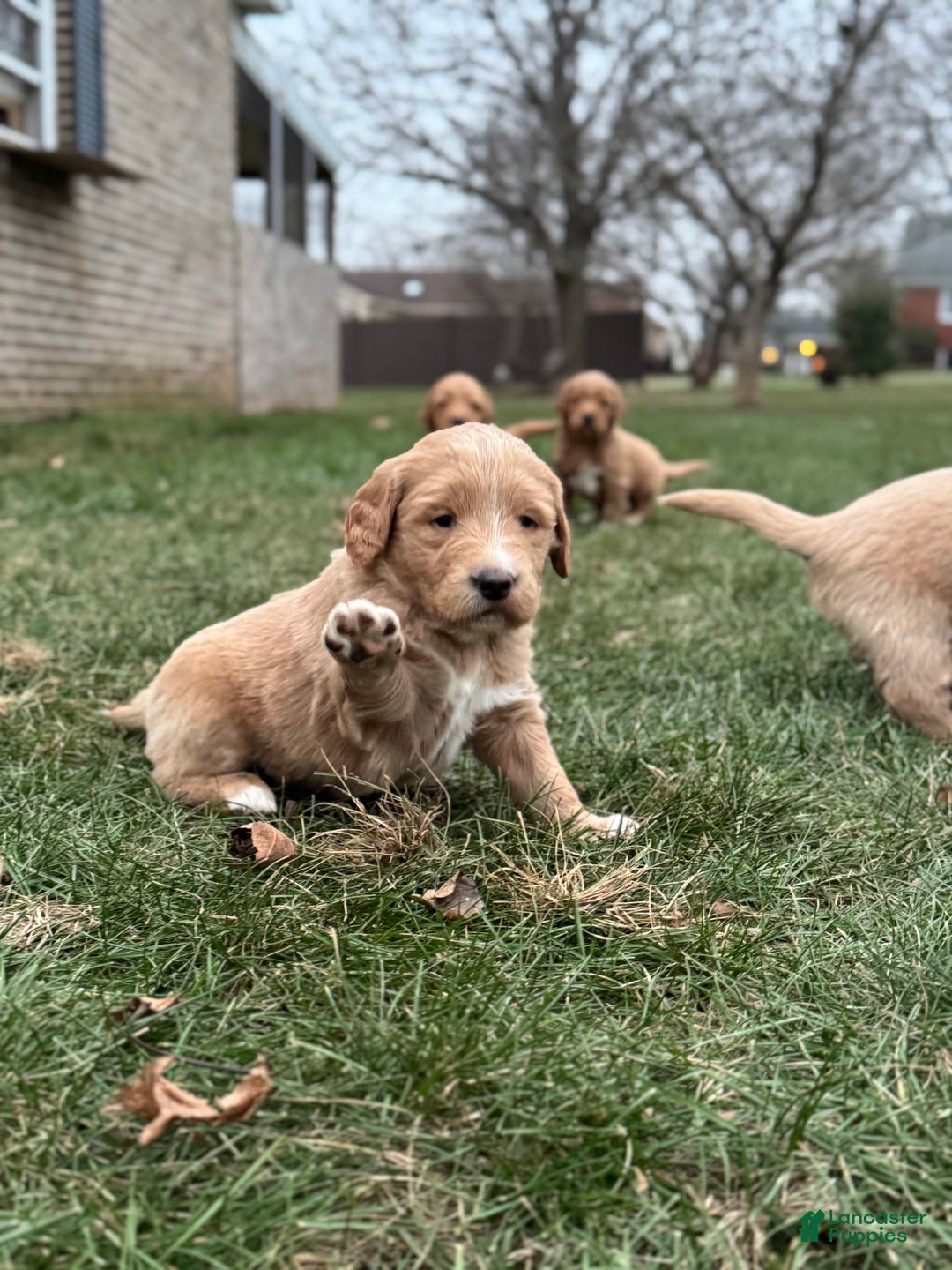 Mixed Breed dogs for sale: Mabel - Ad 3