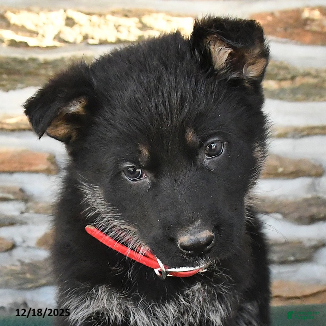 German Shepherd dogs for sale: Melody - Ad 5