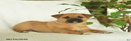 Shiba Inu dogs for sale: Rain  - Ad 4