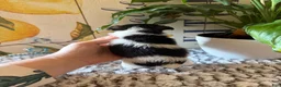 Wire Fox Terrier dogs for sale: Fru Fru  - Ad 21