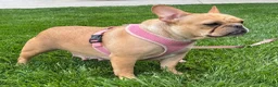 French Bulldog dogs for sale: Liberty  - Ad 6