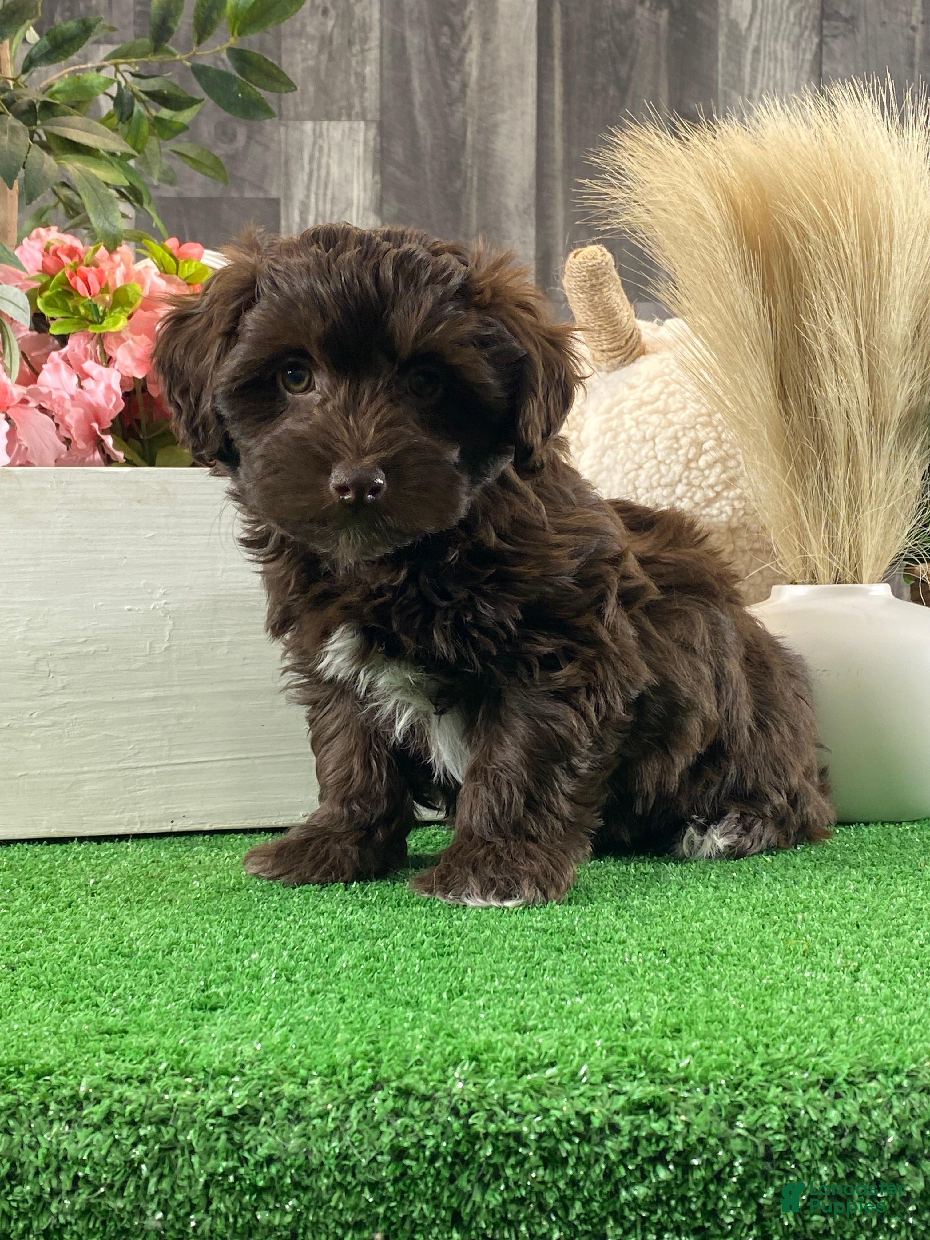 Havanese dogs Howie - Ad 3